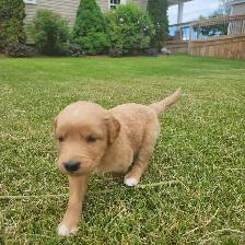 Golden Retriever Puppies Ready to go! - Photo 3