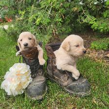 Golden Retriever Puppies Ready to go! - Photo 4