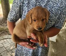 Golden Retriever Puppies Ready to go! - Photo 5
