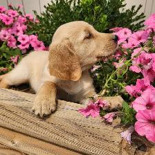 Golden Retriever Puppies Ready to go! - Photo 6