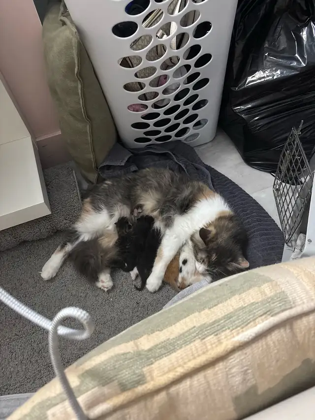 Chatons à vendre