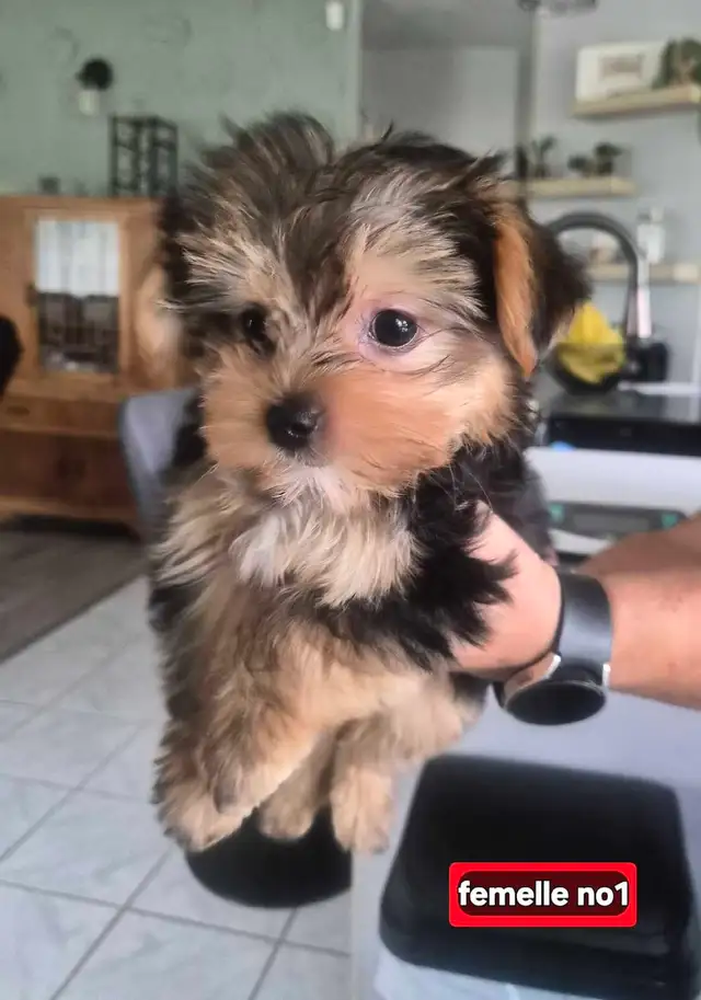 Chiots Morkie 2fems 2 mâles