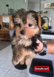 Chiots Morkie 2fems 2 mâles