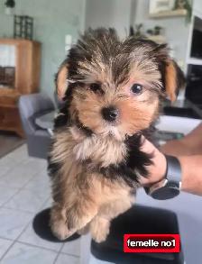 Chiots Morkie 2fems 2 mâles - Photo 2