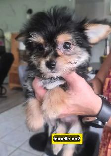 Chiots Morkie 2fems 2 mâles - Photo 3