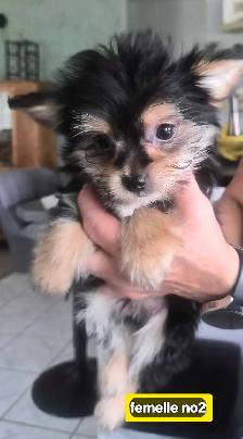 Chiots Morkie 2fems 2 mâles - Photo 4