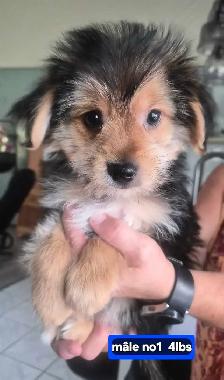 Chiots Morkie 2fems 2 mâles - Photo 5
