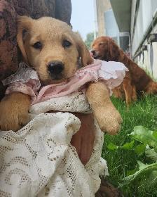 Golden Retriever Female Puppy ready to go
