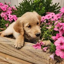 Golden Retriever Female Puppy ready to go - Photo 2