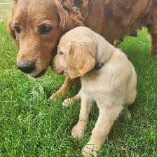 Golden Retriever Female Puppy ready to go - Photo 3