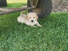 Golden Retriever Female Puppy ready to go - Photo 4