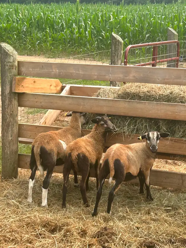 Blackbelly/Katahdin Ram Lambs