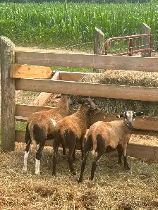 Blackbelly/Katahdin Ram Lambs