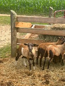 Blackbelly/Katahdin Ram Lambs - Photo 2