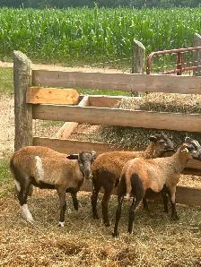 Blackbelly/Katahdin Ram Lambs - Photo 3