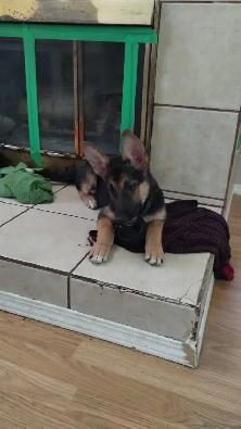 German Shepherd X Puppies $400