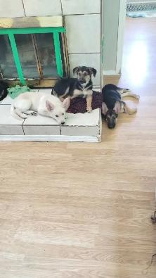 German Shepherd X Puppies $400 - Photo 2