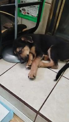 German Shepherd X Puppies $400 - Photo 3