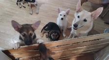 German Shepherd X Puppies $400 - Photo 4