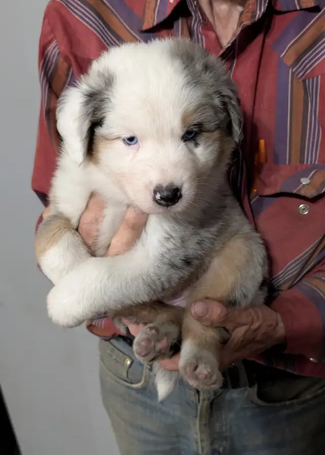 HOME RAISED AUSTRALIAN SHEPHERD PUPPIES with natural long tails