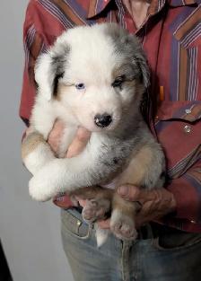 HOME RAISED AUSTRALIAN SHEPHERD PUPPIES with natural long tails