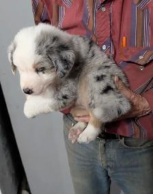 HOME RAISED AUSTRALIAN SHEPHERD PUPPIES with natural long tails - Photo 2