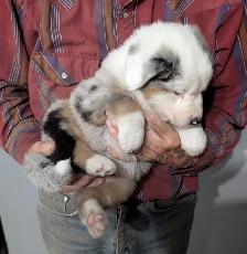 HOME RAISED AUSTRALIAN SHEPHERD PUPPIES with natural long tails - Photo 3