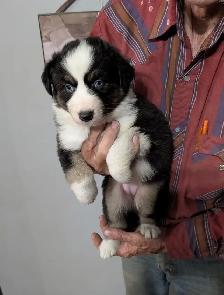 HOME RAISED AUSTRALIAN SHEPHERD PUPPIES with natural long tails - Photo 4