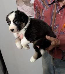 HOME RAISED AUSTRALIAN SHEPHERD PUPPIES with natural long tails - Photo 5