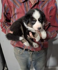 HOME RAISED AUSTRALIAN SHEPHERD PUPPIES with natural long tails - Photo 6
