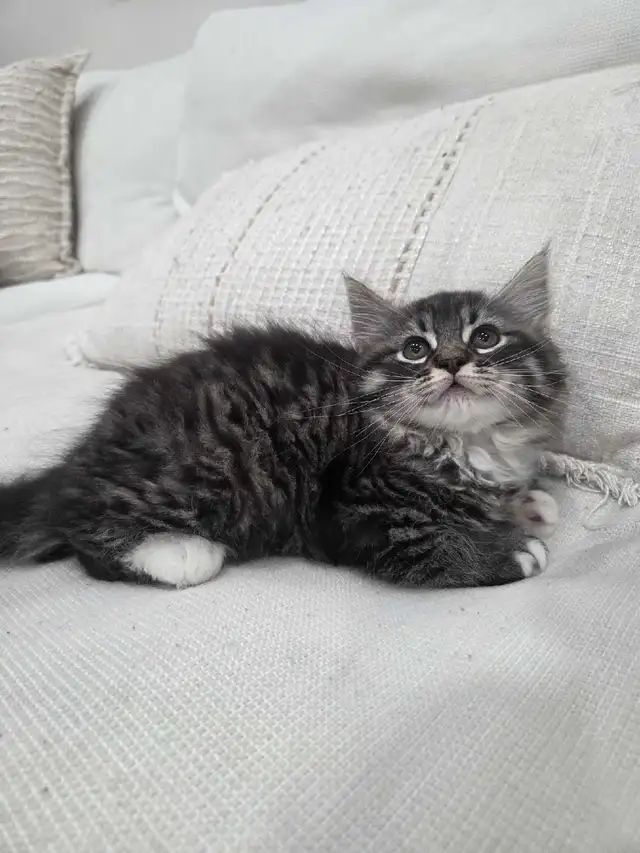 Chaton Sibérien hypoallergene