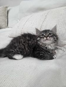 Chaton Sibérien hypoallergene