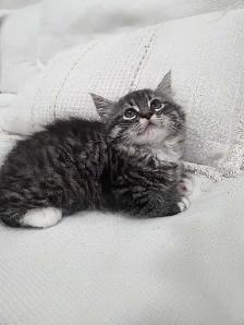 Chaton Sibérien hypoallergene - Photo 2
