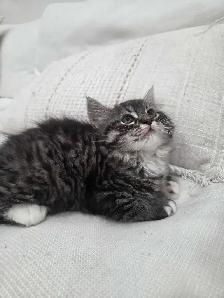 Chaton Sibérien hypoallergene - Photo 3