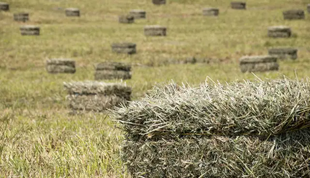 Grass & alfalfa square bales for sale