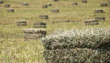 Grass & alfalfa square bales for sale