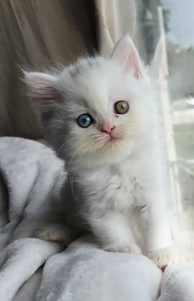 ✨️❤️Perfect Persian Kitten❤️✨️