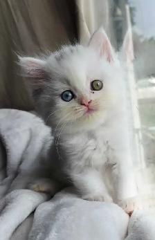 ✨️❤️Perfect Persian Kitten❤️✨️