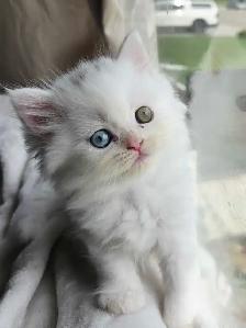 ✨️❤️Perfect Persian Kitten❤️✨️ - Photo 2