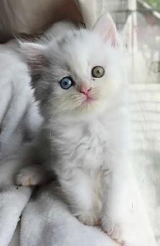 ✨️❤️Perfect Persian Kitten❤️✨️ - Photo 3