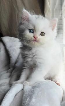 ✨️❤️Perfect Persian Kitten❤️✨️ - Photo 4