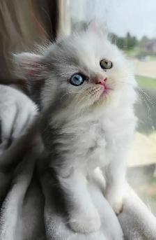 ✨️❤️Perfect Persian Kitten❤️✨️ - Photo 5