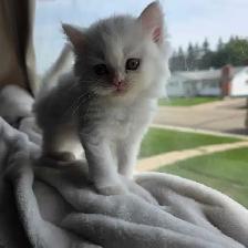 ✨️❤️Perfect Persian Kitten❤️✨️ - Photo 6