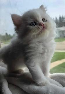 ✨️❤️Perfect Persian Kitten❤️✨️ - Photo 7