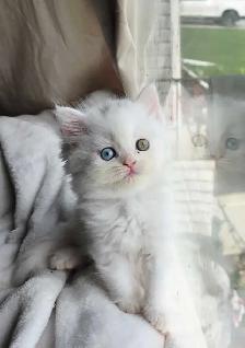 ✨️❤️Perfect Persian Kitten❤️✨️ - Photo 8