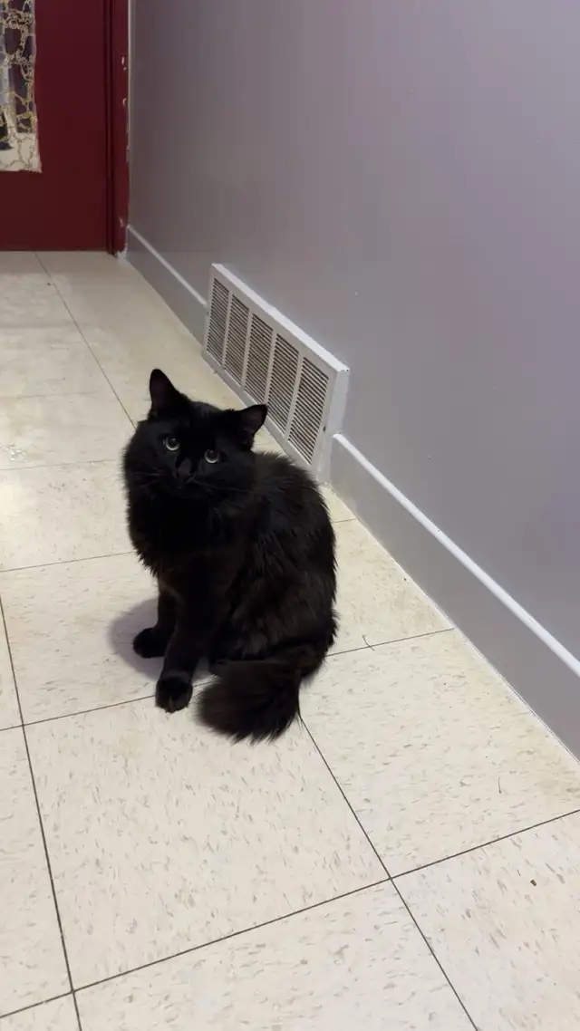 Black Kitten