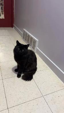 Black Kitten