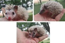 ❤️Unique platinum boy hedgehog babies