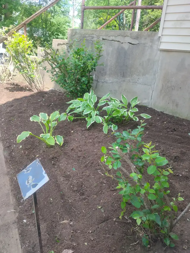 Garden Cleanup
