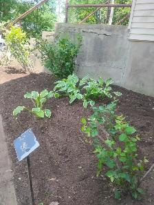 Garden Cleanup
